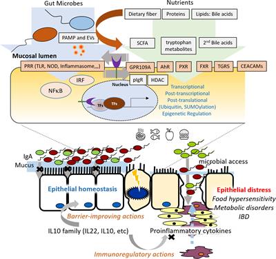 Editorial: Molecular Pathways Controlling Epithelial Inflammation in the Gut